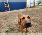 Small #11 Catahoula Leopard Dog