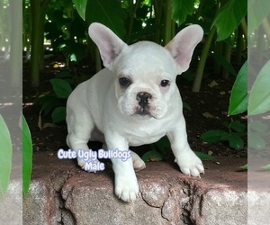 French Bulldog Puppy for sale in POWHATAN, VA, USA