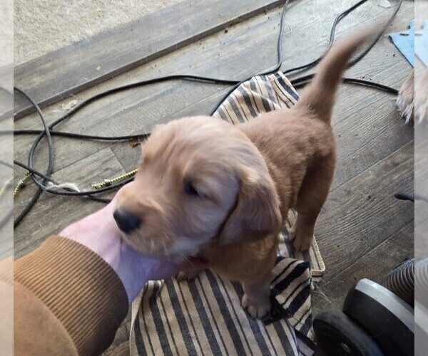Medium Photo #8 Golden Retriever Puppy For Sale in GARDEN VALLEY, CA, USA
