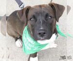 Small #8 Labrador Retriever Mix