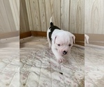 Small Photo #5 American Bulldog Puppy For Sale in WALTERBORO, SC, USA