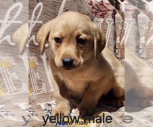 Labrador Retriever Puppy for sale in BLOOMSBURG, PA, USA