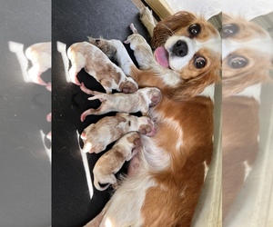 Mother of the Cavalier King Charles Spaniel puppies born on 09/17/2022