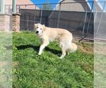 Small Golden Pyrenees