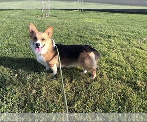 Father of the Pembroke Welsh Corgi puppies born on 06/01/2026