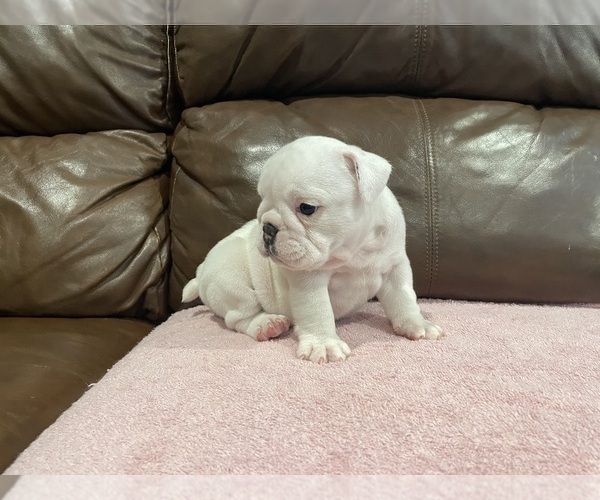 Medium Photo #3 Bulldog Puppy For Sale in WOODSTOCK, GA, USA