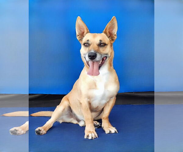 Medium Photo #1 Unknown-Welsh Corgi Mix Puppy For Sale in Pasadena, CA, USA