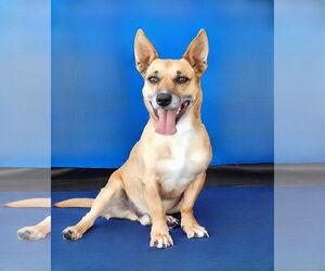 Unknown-Welsh Corgi Mix Dogs for adoption in Pasadena, CA, USA
