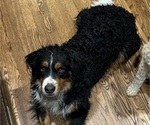 Small Photo #1 Bernedoodle (Miniature) Puppy For Sale in HENDERSON, CO, USA
