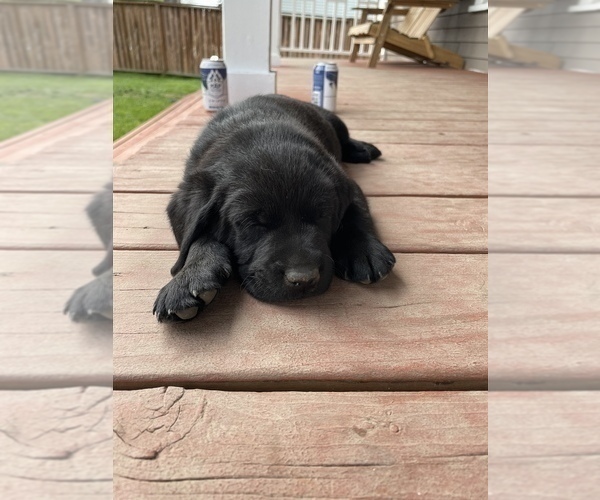 Medium Photo #2 Labrador Retriever Puppy For Sale in TACOMA, WA, USA