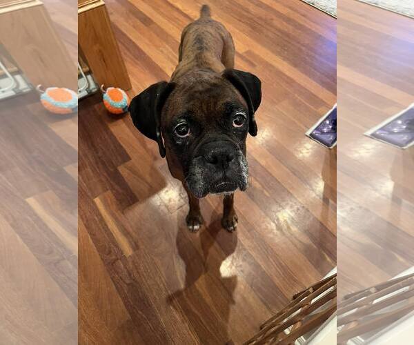 Medium Photo #1 Boxer Puppy For Sale in Burnsville, MN, USA