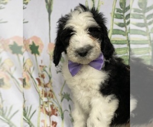 Sheepadoodle Puppy for sale in LANCASTER, PA, USA