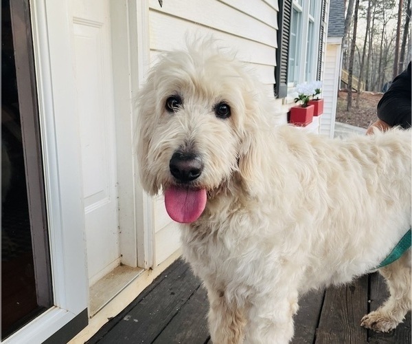 Medium Photo #1 Goldendoodle Puppy For Sale in TIMBERLAKE, NC, USA