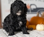 Small #6 Poodle (Miniature)