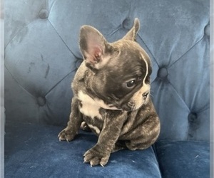 French Bulldog Puppy for sale in SEATTLE, WA, USA