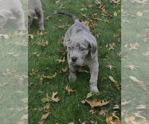American Bully Puppy for Sale in CLEVELAND, Ohio USA