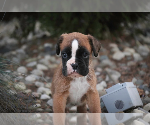 Medium Photo #5 Boxer Puppy For Sale in SHIPSHEWANA, IN, USA
