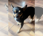 Small #6 Chihuahua