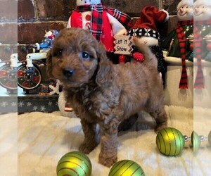 Goldendoodle-Poodle (Miniature) Mix Puppy for sale in OTTAWA, KS, USA
