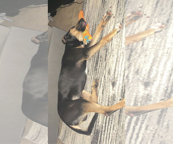 Medium Photo #7 Beauceron-Unknown Mix Puppy For Sale in Orange Grove, TX, USA