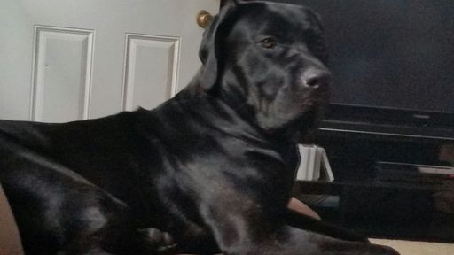 Medium Photo #1 Cane Corso Puppy For Sale in INDIANAPOLIS, IN, USA