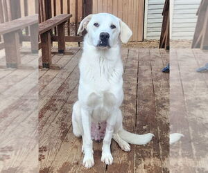 Labrador Retriever-Unknown Mix Dogs for adoption in Wetumpka, AL, USA