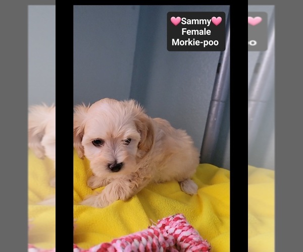 Medium Photo #3 Morkie Poo (Toy) Puppy For Sale in TUCSON, AZ, USA