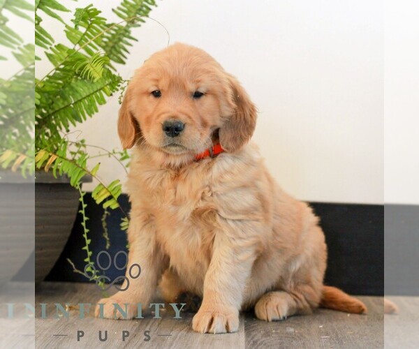 Medium Photo #1 Golden Retriever Puppy For Sale in LITITZ, PA, USA