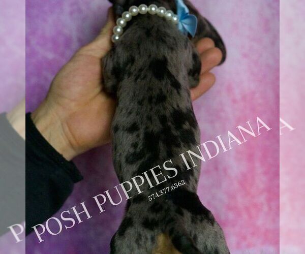 Medium Photo #6 Dachshund Puppy For Sale in WARSAW, IN, USA