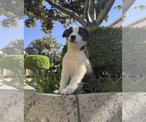 Border-Aussie Dogs for adoption in Fresno, CA, USA