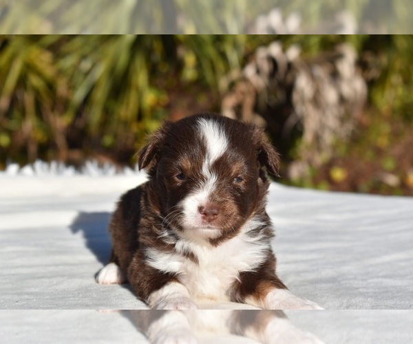 Medium Photo #3 Miniature American Shepherd Puppy For Sale in PALM COAST, FL, USA