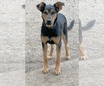 Small Photo #2 Doberman Pinscher-Unknown Mix Puppy For Sale in Seattle, WA, USA