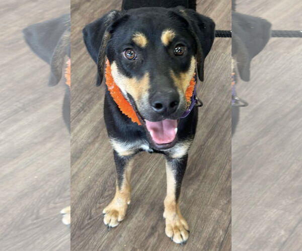 Medium Photo #6 Labrottie Puppy For Sale in Munford, TN, USA