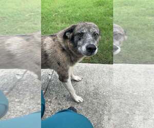 Mutt Dogs for adoption in Stratham, NH, USA