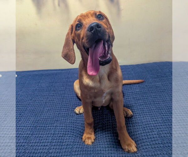 Medium Photo #12 Mutt Puppy For Sale in Vail, AZ, USA