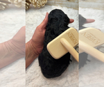 Small #5 Poodle (Miniature)