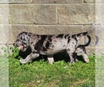 Small Photo #2 Great Dane Puppy For Sale in LITITZ, PA, USA