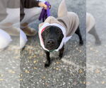 Small #2 Lab-Pointer