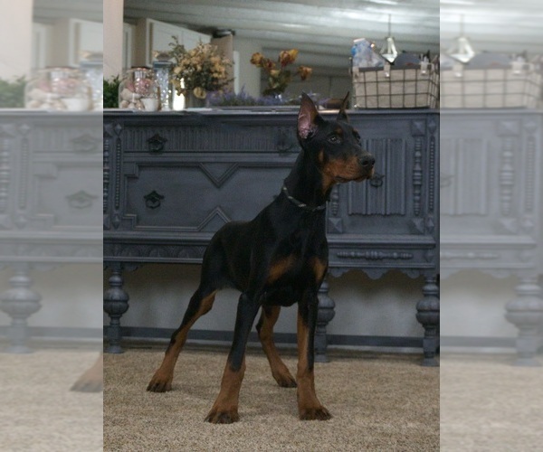 Medium Photo #59 Doberman Pinscher Puppy For Sale in WARSAW, IN, USA