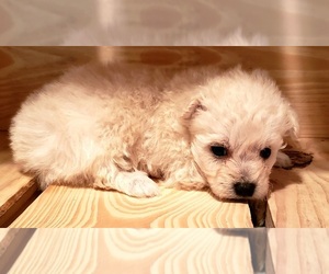 Maltese-Poodle (Toy) Mix Puppy for sale in PINK HILL, NC, USA
