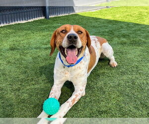 Pointer Dogs for adoption in Orange, CA, USA