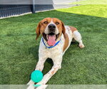 BALLISTIC - Male Pointer Dog for Adoption - Small photo