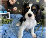 Small #2 Cavalier King Charles Spaniel