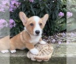 Small #1 Pembroke Welsh Corgi