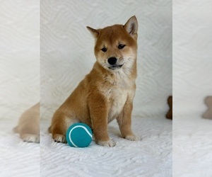 Shiba Inu Puppy for sale in GREENFIELD, IN, USA