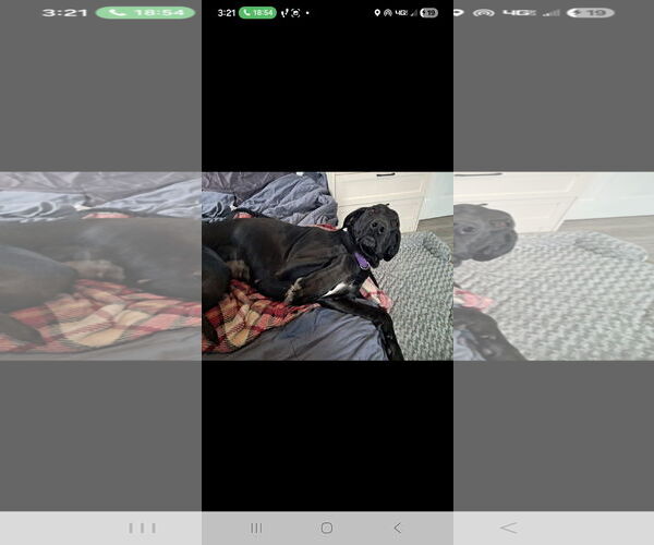 Medium Photo #3 Great Dane-Labrador Retriever Mix Puppy For Sale in Harrisburg, PA, USA