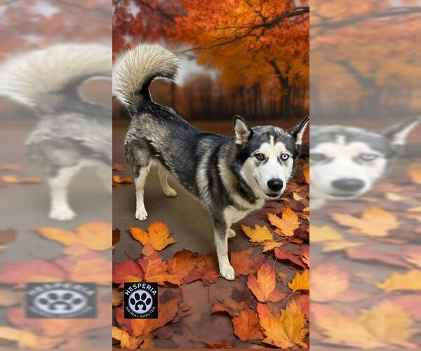 Medium Photo #1 - Mix Puppy For Sale in HESPERIA, CA, USA