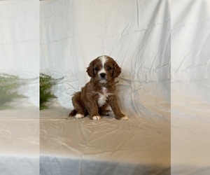 Presa Canario Puppy for sale in GAP, PA, USA