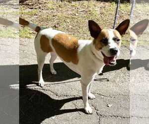 Lola b - Female Boxer-Unknown Mix Dog for Adoption - Photo #6