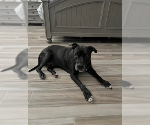 Medium Photo #6 American Staffordshire Terrier-Unknown Mix Puppy For Sale in Queen Creek, AZ, USA